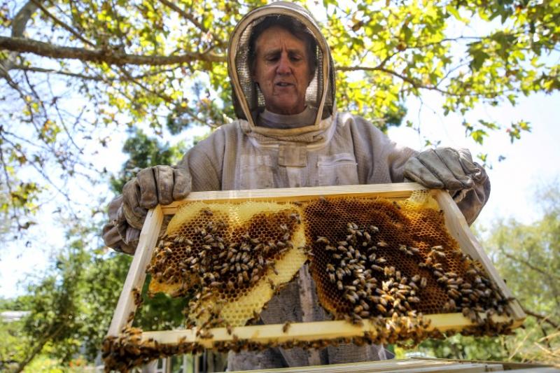 produccion de la miel de abeja en el peru